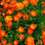Calendula officinalis Calendula officinalis