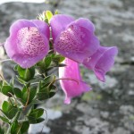 Digitalis - Foxglove